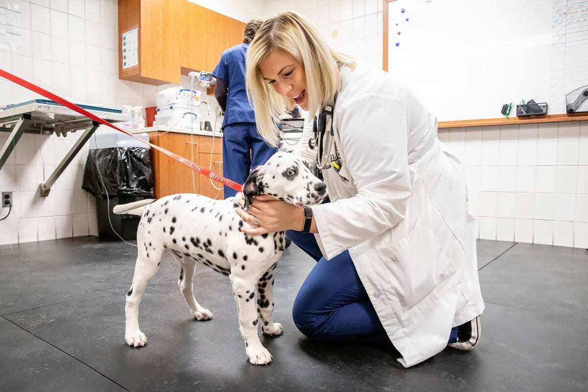 veterinarian