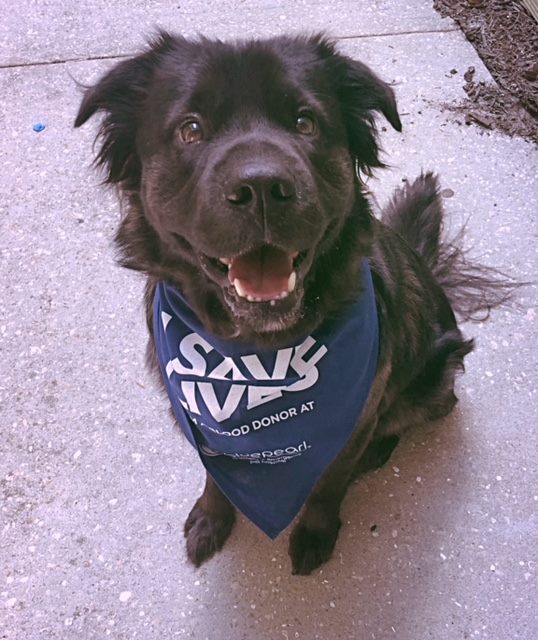 Artemis - Staff - Door Greeter
